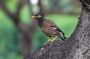 02KeaLani - 16 * Common Myna
